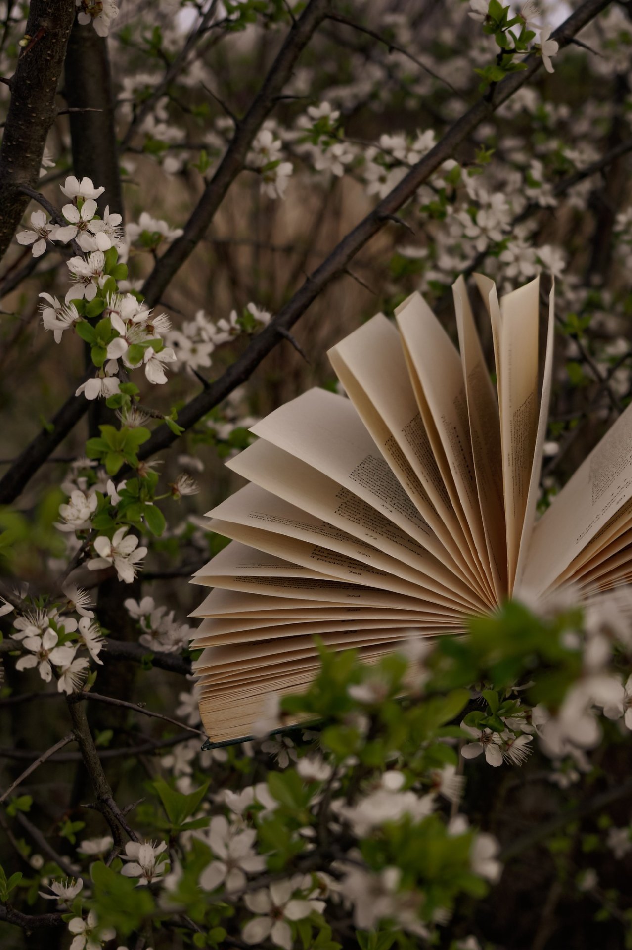 Tilkynning frá Bókasafni Seyðisfjarðar