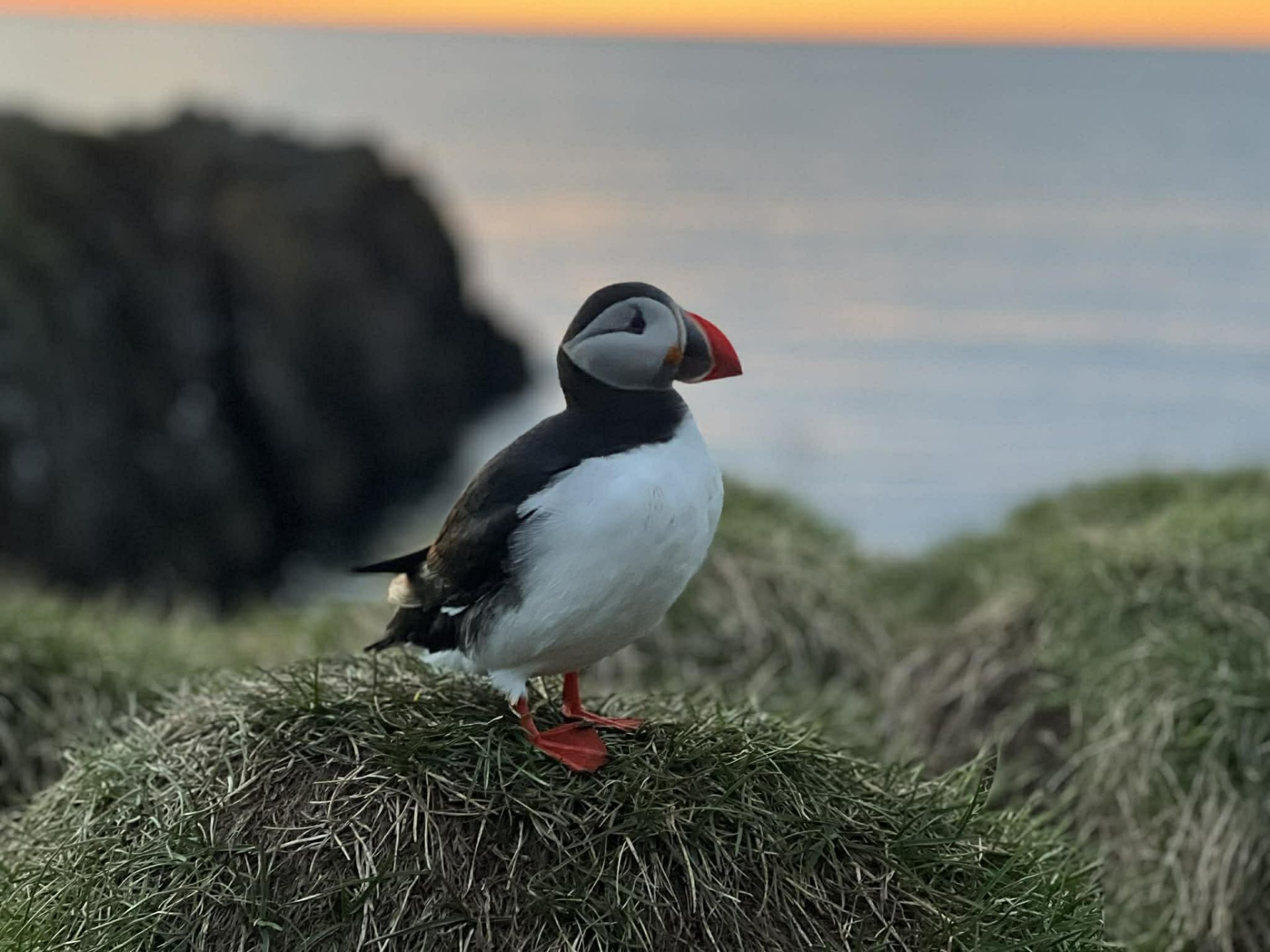 Lundinn er kominn í Hafnarhólma