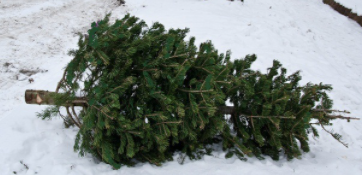 Engin söfnun jólatrjáa frá íbúum í Múlaþingi