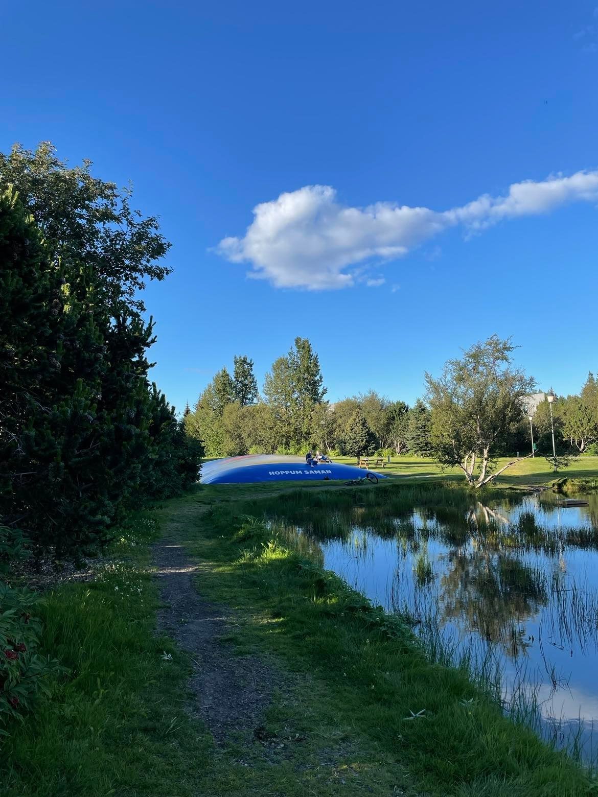 Trjágróður á lóðamörkum