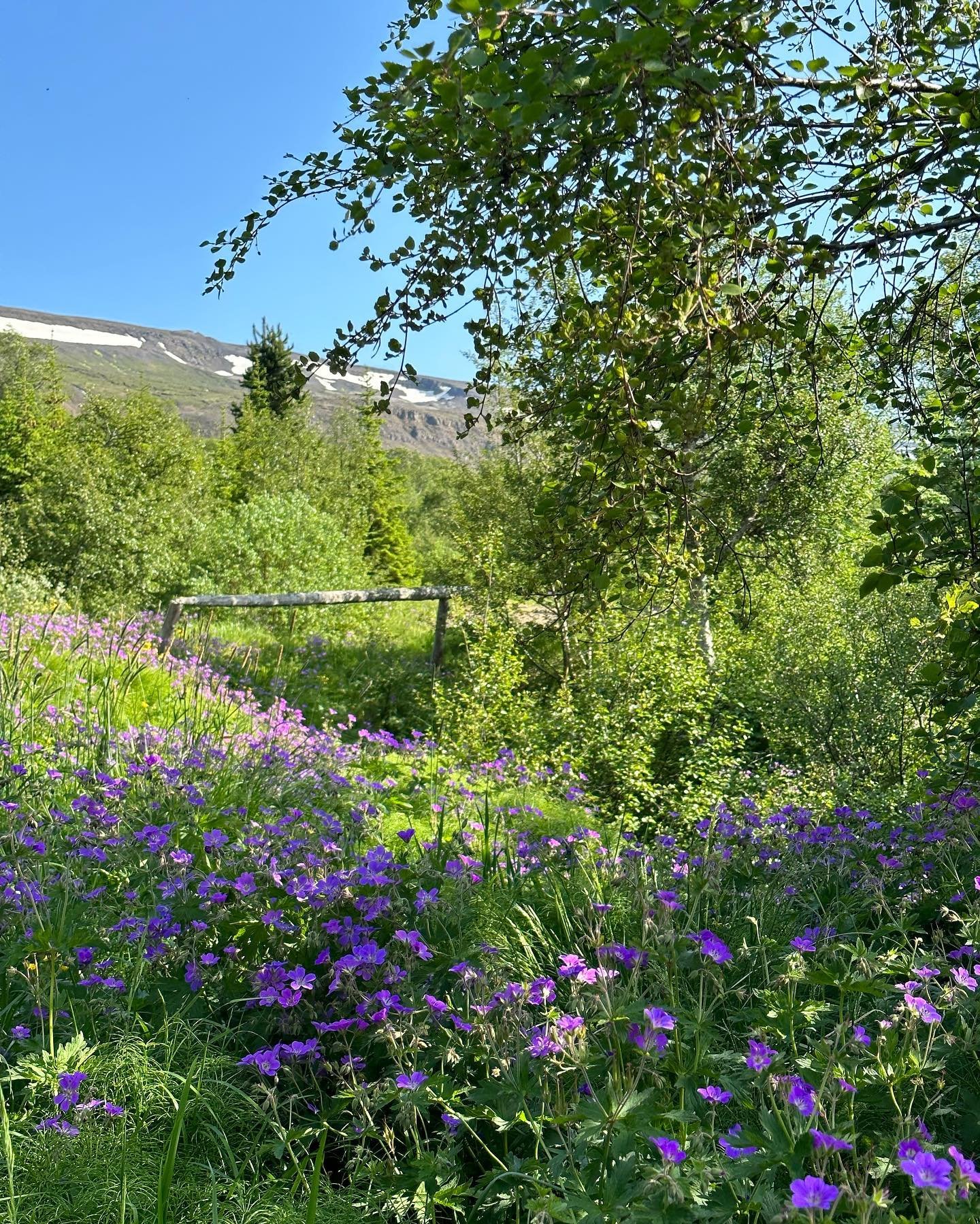 Sumarlokun skrifstofa Múlaþings