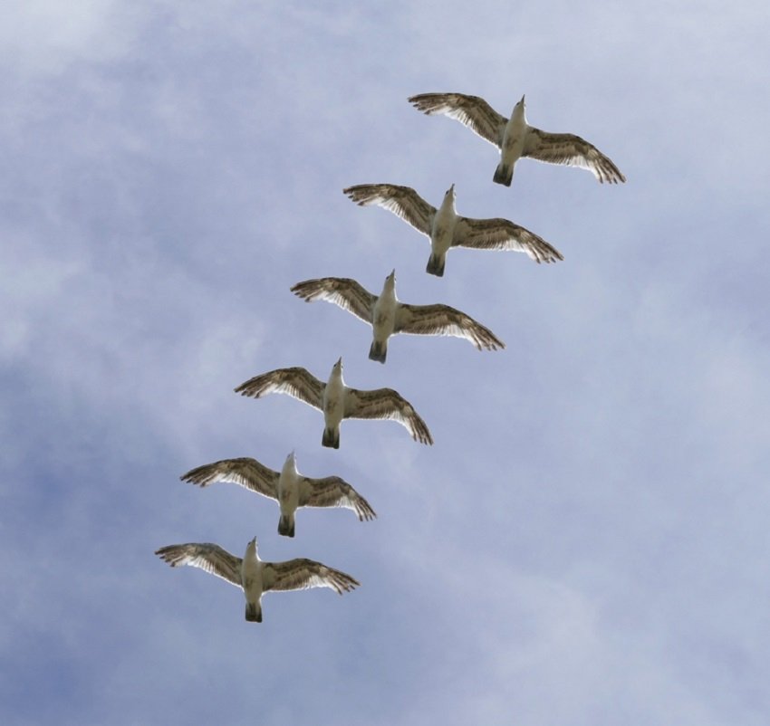 Matvælastofnun biður um tilkynningar um dauða villta fugla