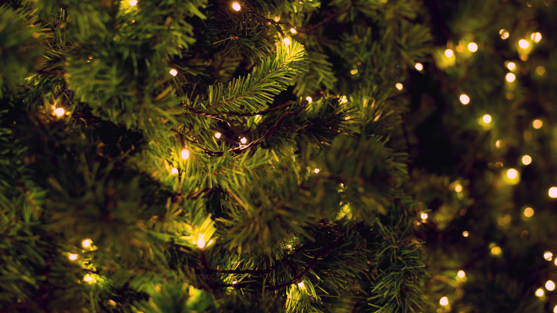 Kveikt verður á jólatré Seyðisfjarðar fimmtudaginn 8. desember