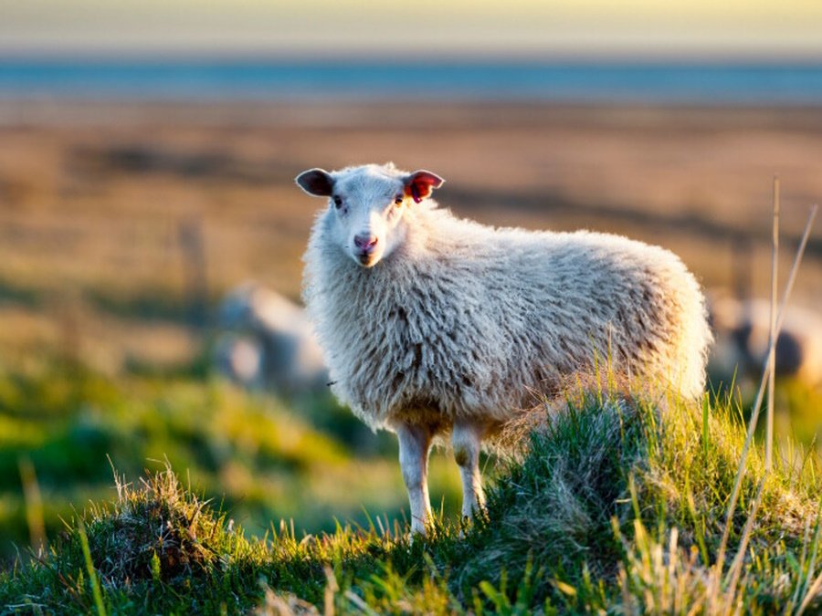 Styrkur vegna bólusetninga gegn garnaveiki