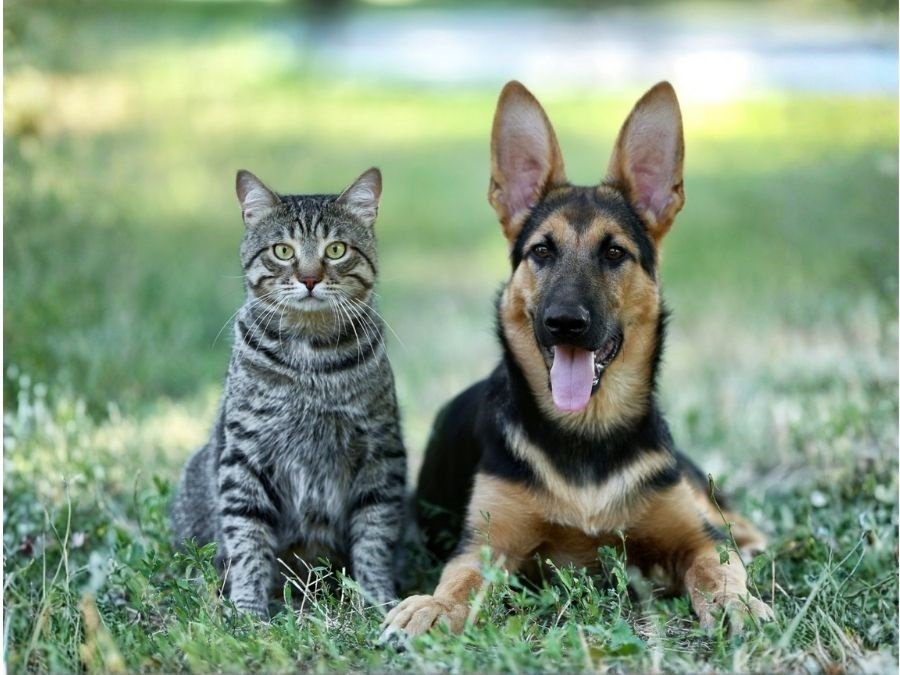 Ormahreinsun hunda og katta - Takið dagana frá!