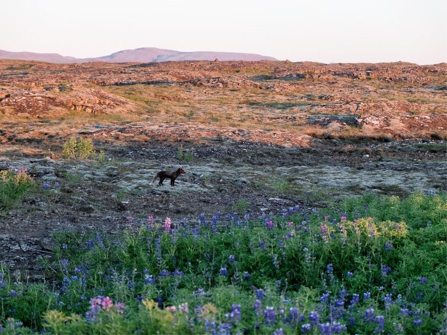 Refa- og minkaveiði í Múlaþingi