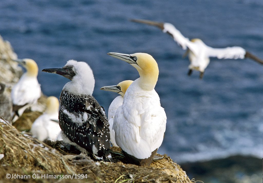 Ábending vegna fuglaflensu
