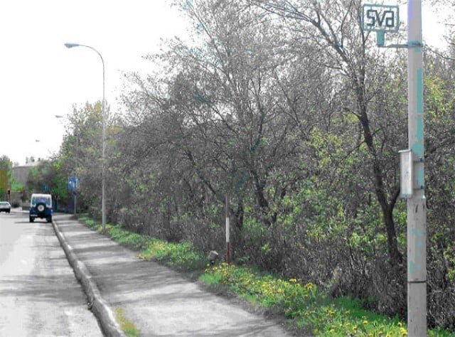 Trjágróður á lóðamörkum